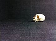 Category:Hominidae fossils - Wikimedia Commons