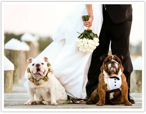 Pets Pets In Wedding 1123079 Weddbook