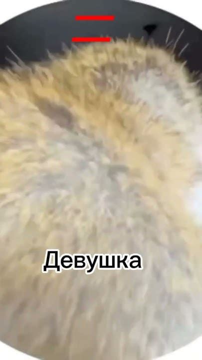 Обезьяна в квартире 🙉😲#рекомендации#ЛЮБИМКАНОВОСТИ#интересно # ...