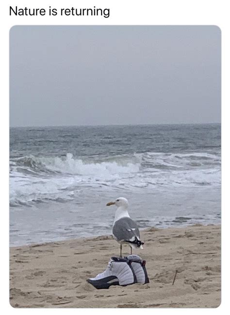 Poor Seagull Can Finally Reunite With Their Jordans Rmemes