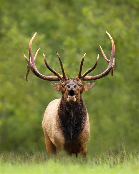 Virginia Elk Hunt Lottery Virginia Dwr