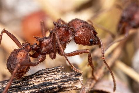 Acromyrmex Leaf Cutter Ants Morro Anhangava PR BR INaturalist