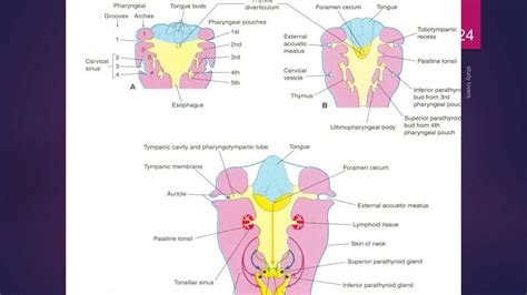 Pharyngeal Arches Pouches And Clefts