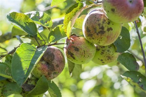 Malattie Degli Alberi Da Frutto Come Riconoscerle E Curarle