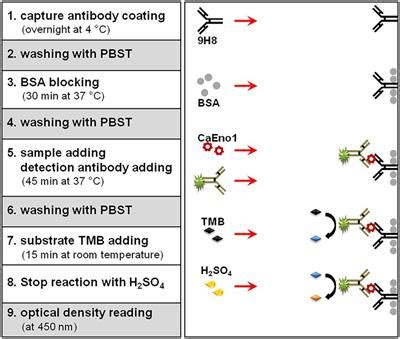 Frontiers Quantitatively Detecting Candida Albicans Enolase1 With A