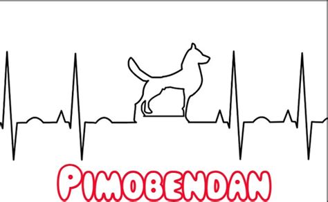 Pimobendan for Dogs – Doyle's Space
