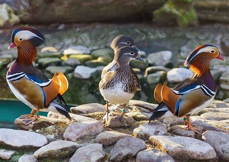 The Mandarin Duck The Beautifully Colored Asian Duck