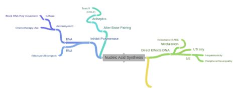 Nucleic Acid Synthesis (Direct Effects DNA (S/E (Hepatotoxicity,…