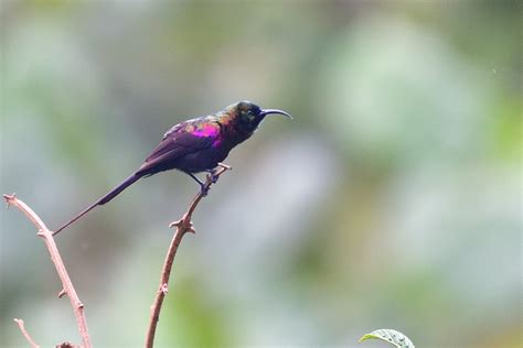 Tacazze Sunbird Holmen Birding Safaris