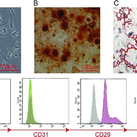 Isolation And Characterization Of Adipose Derived Mesenchymal Stem Download Scientific Diagram