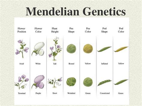 Ppt Biology Chapter Introduction To Genetics Mendel And Meiosis The
