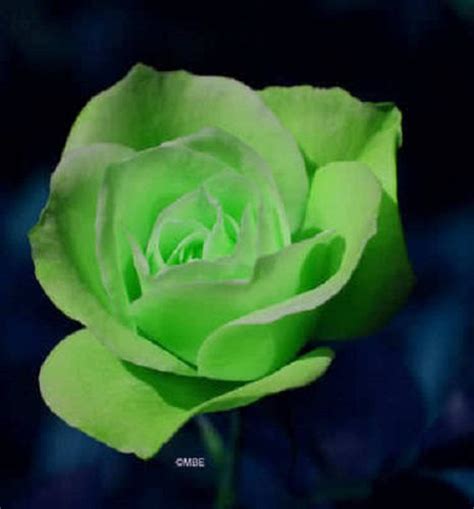 5 Green Rose Rosa Bush Shrub Perennial Flower Seeds Flat Etsy