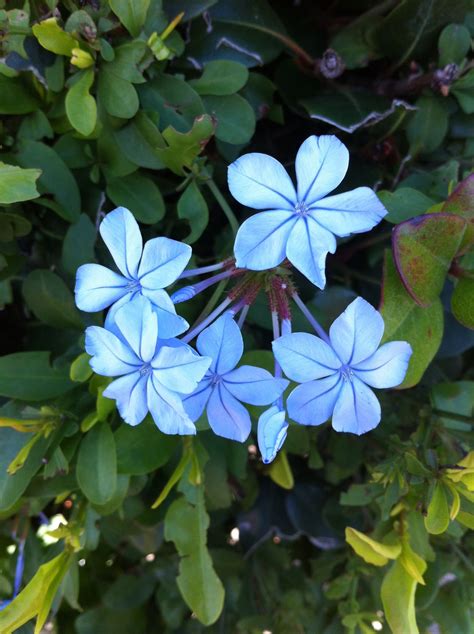 Plumbago | Plants, Nature, Garden