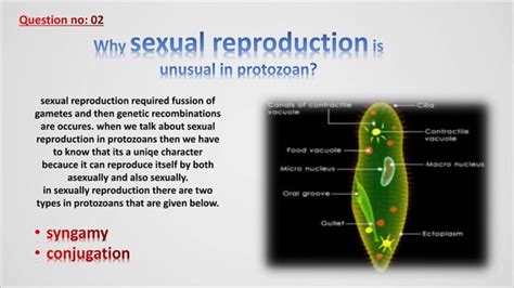 Protostomes And Deuterostomes Ppt