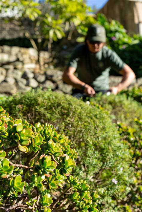 Garden Maintenance Terracare