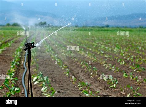 Irrigation on Agricultural land Stock Photo - Alamy