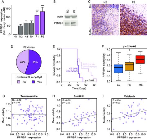 Ppfibp Represents A Putative Glioma Oncogene A Barplot Comparing