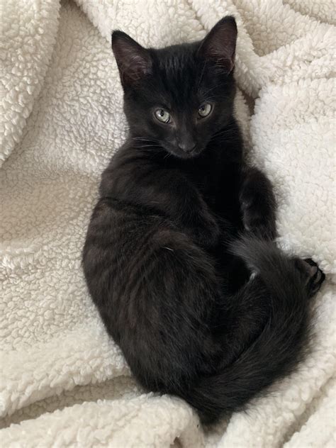 Black tabby?? Is that a thing? Tabby Cat, Cute Cats, Animals, Black ...