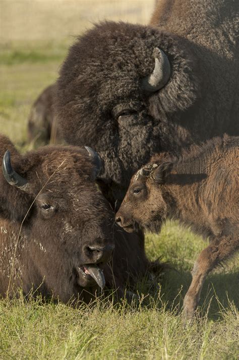 Bison Family | Carl Johnson Photography