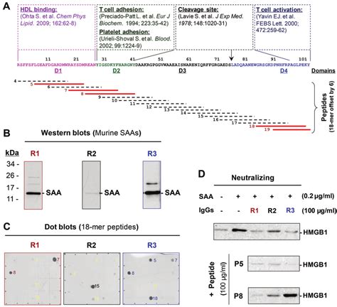 Characterization Of Saa Specific Polyclonal Antibodies A Sequence Of Download Scientific