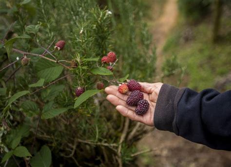 Minagricultura Destinó 9000 Millones Para Productores De Mora Plátano Y Piña