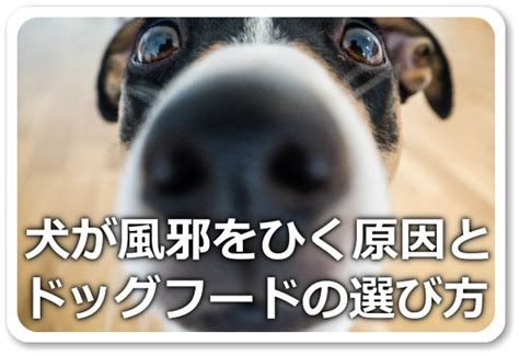 犬の風邪の原因と予防対策 ドッグフード博士