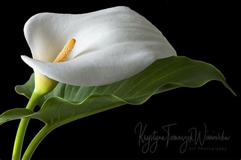 White Kalia Flower - Symbol of Innocence and Purity