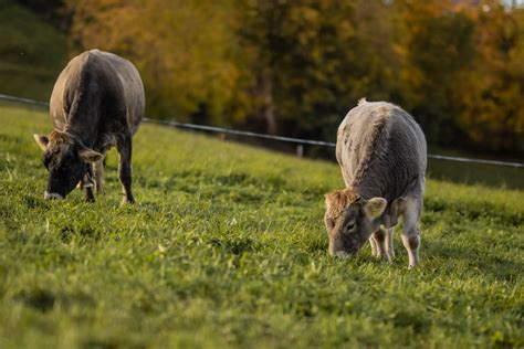 Gmf Teilbetrieblich Erf Llen Mutterkuh Schweiz Fleischrinder Aus