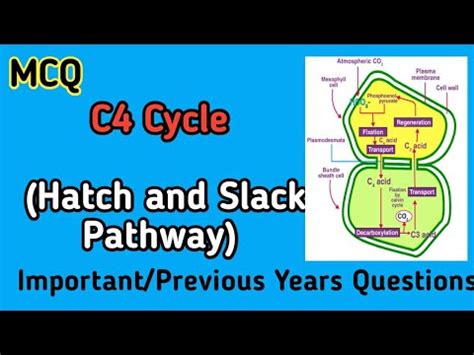 C4 Cycle Hatch And Slack Pathway Important MCQ YouTube