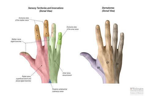 Dorsal Cutaneous Nerve