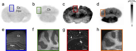 Figure 1 From PET Imaging With 18F AV 45 In An APP PS1 21 Murine Model