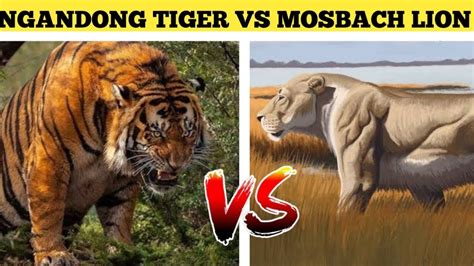 ngandong tiger vs mosbach lion बघ और शर क वलपत परजत