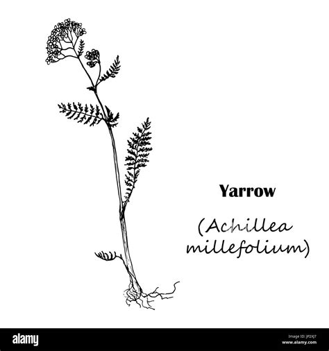 Achillea Millefolium Botanical Illustration Stock Vector Images Alamy