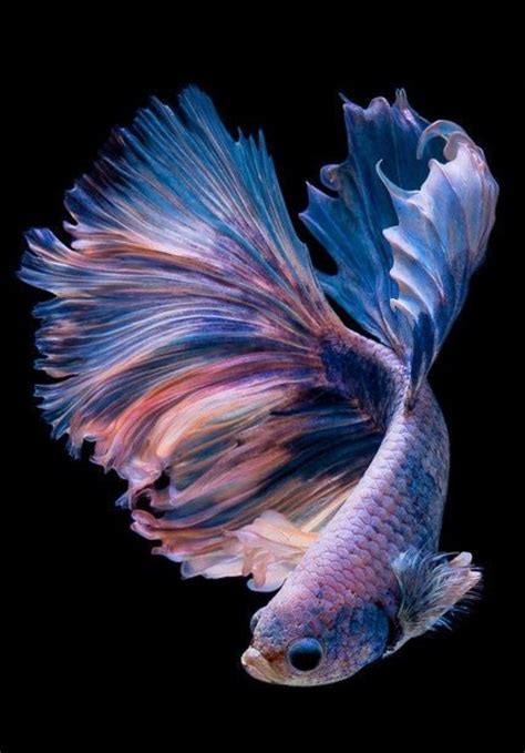 Stunning Siamese Fish In Blue And Red Feathers