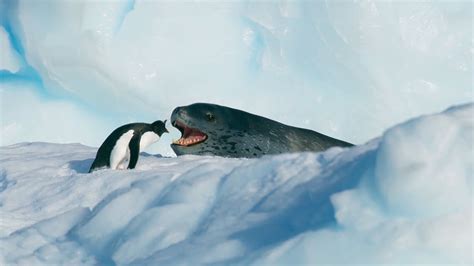 Penguin vs. leopard seal against breathtaking landscape