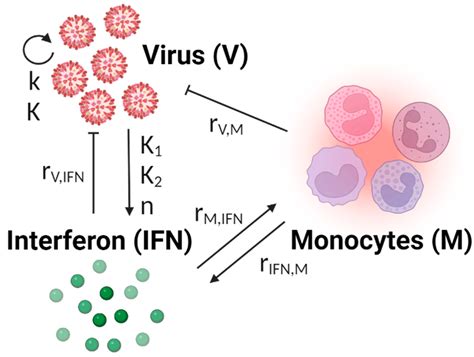 Viruses Free Full Text Mathematical Modeling Suggests That Monocyte