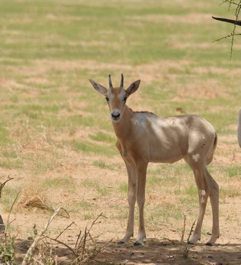 Saharaconservation On Twitter This Oryx Calf Born In The Wild Fled