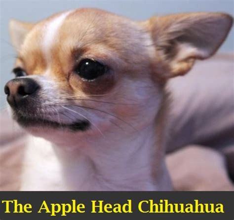 Apple Head Chihuahua