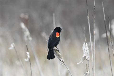 6 Fakta Burung Hitam Sayap Merah, Jantan yang Bisa Bernyanyi