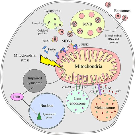 Frontiers Interorganelle Communication Between Mitochondria And The