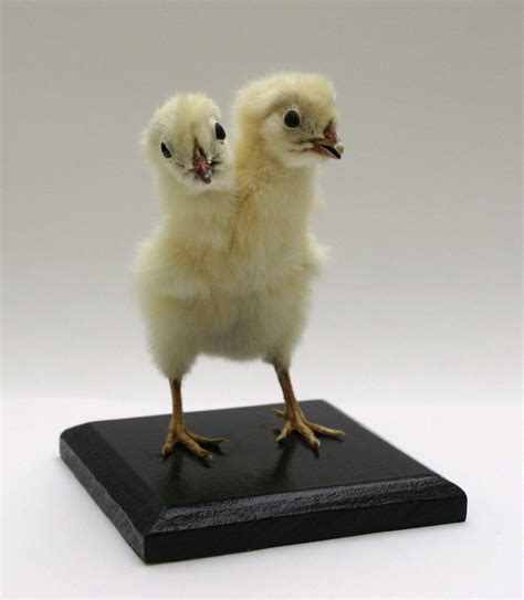 Made To Order Two Headed Chicken Taxidermy Curiosity By Etsy