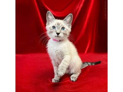 Phoenix Az Siamese Domestic Shorthair Meet Cod A Pet For Adoption