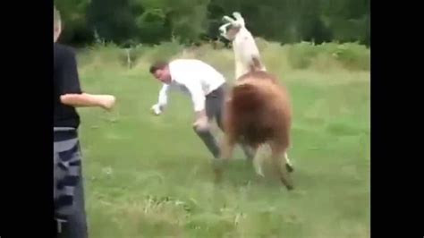 Hilarious Animal Fails Animals Never Fail To Make Us Laugh Super