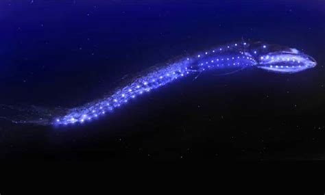 Bio-luminescent Black Dragon Fish from the abyss | Deep sea creatures ...