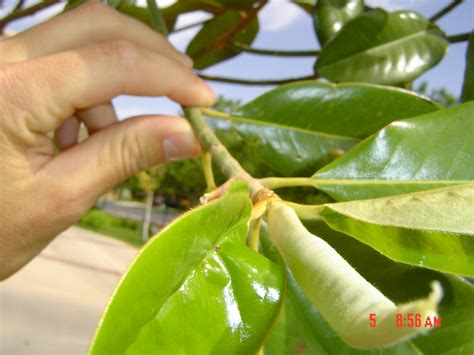 How To Plant A Magnolia Tree And Get It To Grow In Las Vegas' Soil