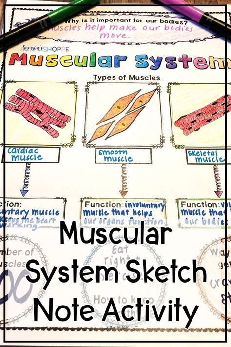 Muscular System Human Body Review The Human Body Muscular System