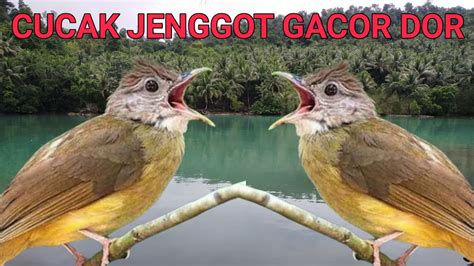 Cucak Jenggot Jawa Gacor Besetan Dan Tembakan Kasar Cocok Untuk