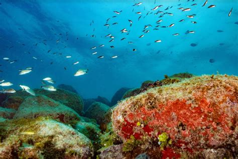 Conhe A As Curiosidades Do Parque Nacional Marinho Dos Abrolhos No Te