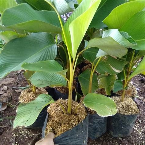 Jual Tanaman Hias Pisang Kipas Pohon Pisang Pisangan Shopee Indonesia