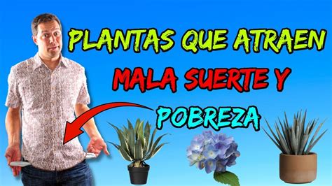 Jamás tengas esta planta en tu casa solo atrae pobreza y ruina YouTube